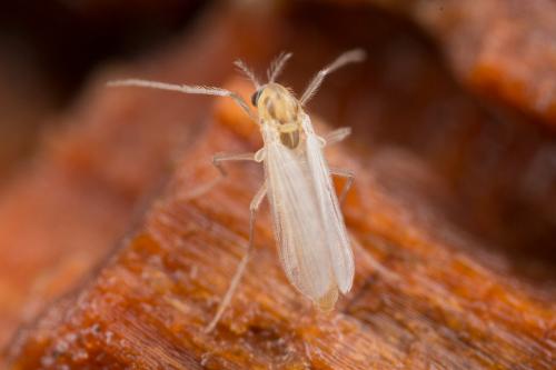 Réf. 245 172 : Orthocladiinae inconnu